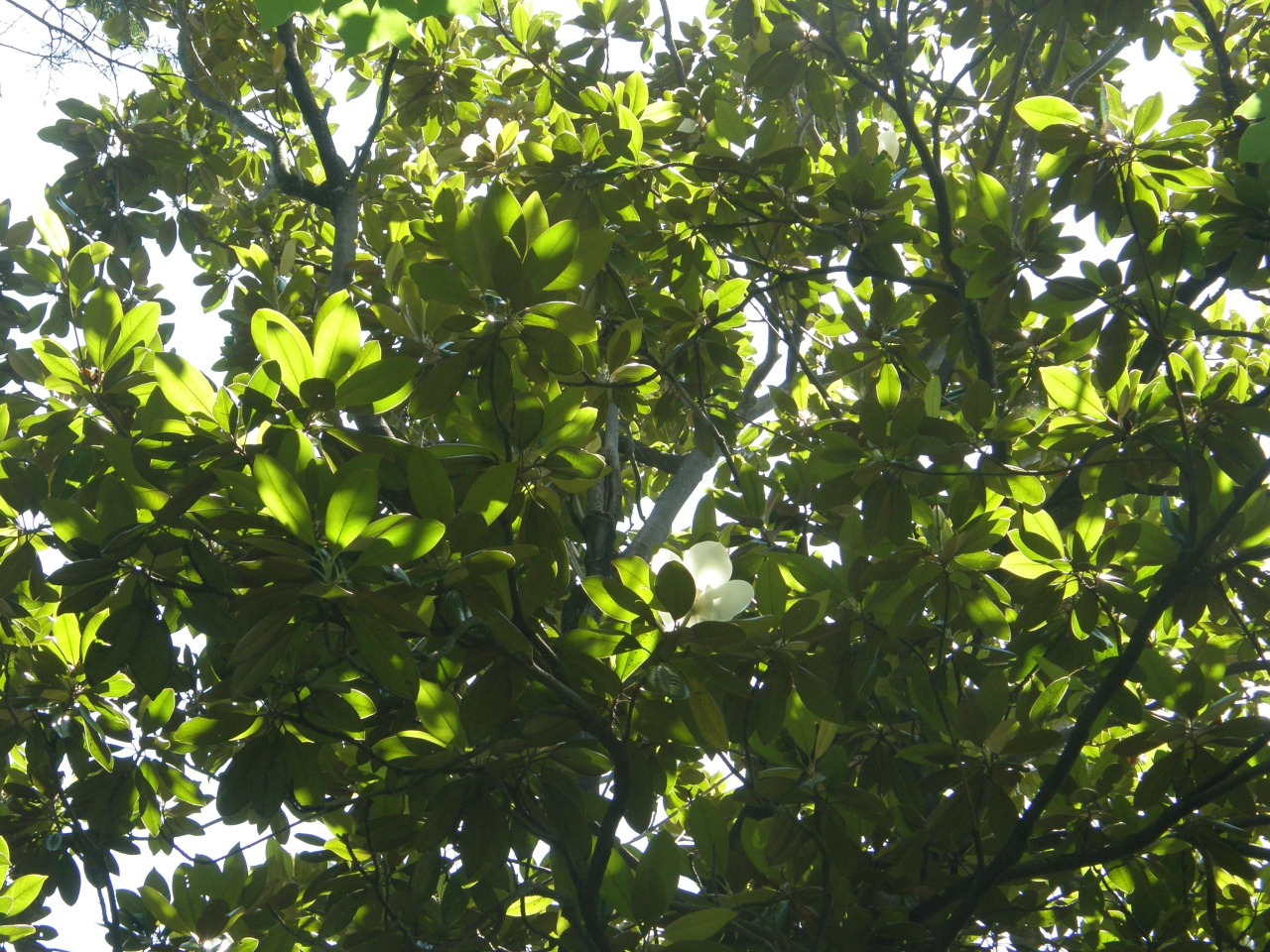 P6280160.JPG