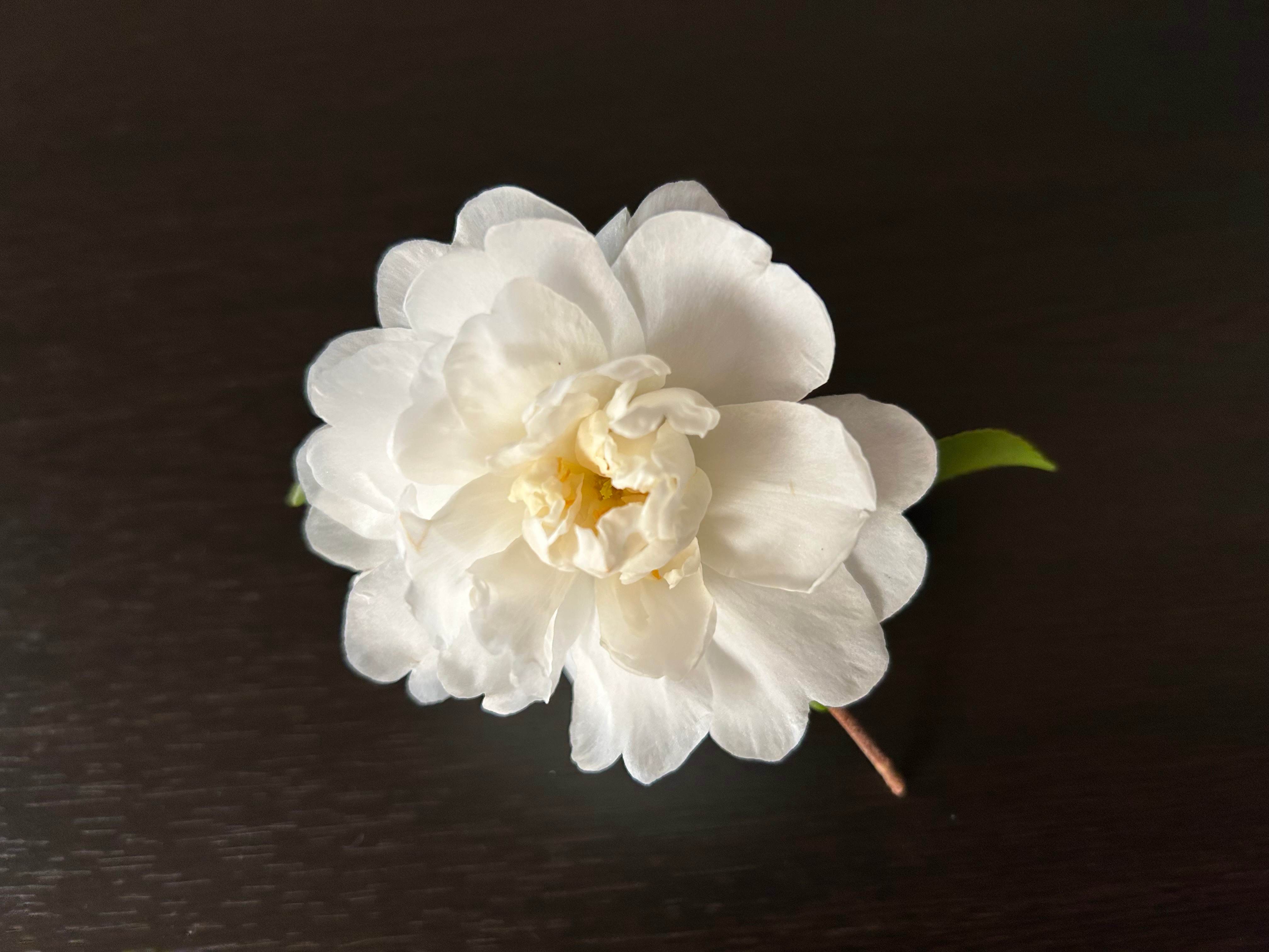 IMG_4798.jpeg