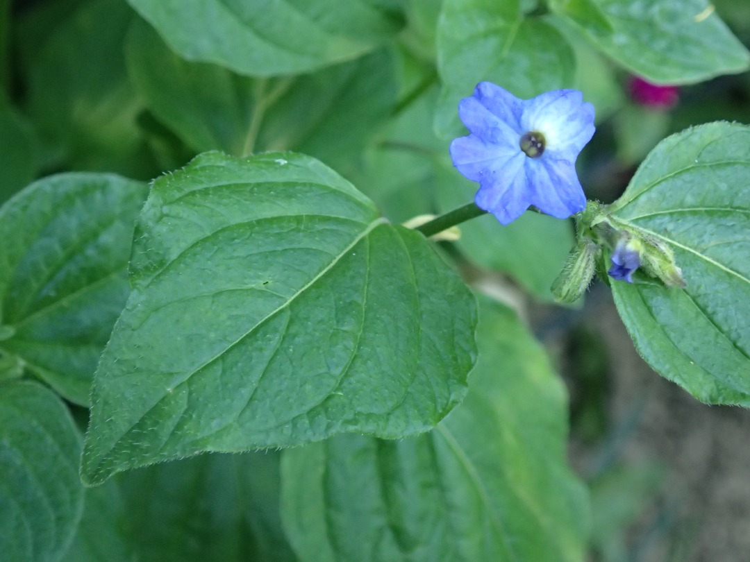 PA101416.JPG