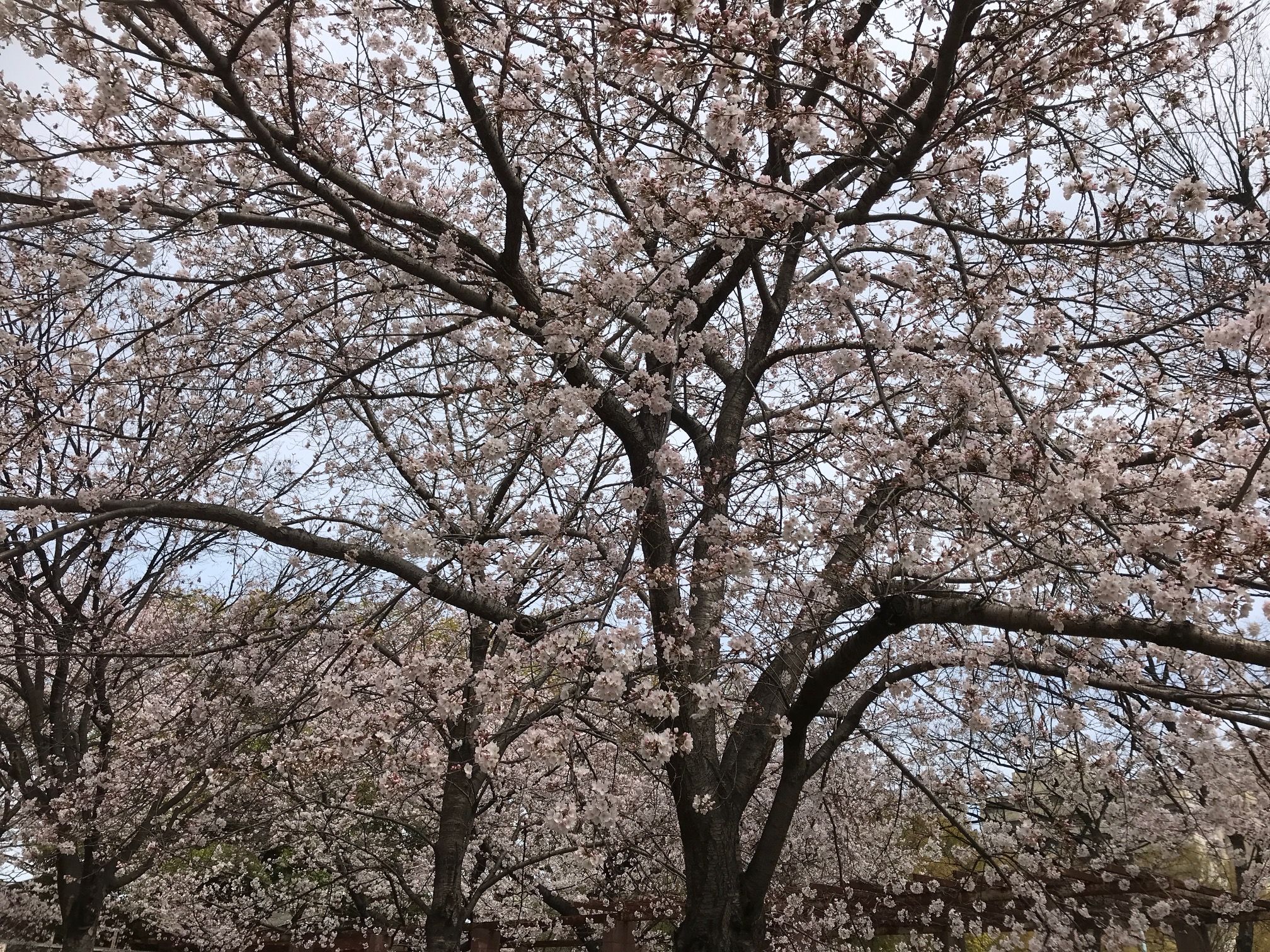 桜.JPG