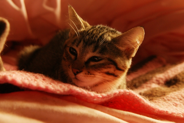4004105_s.jpg