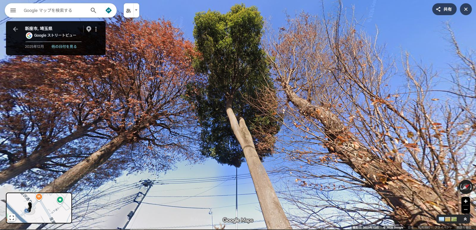 志木街道の四本けやき.JPG