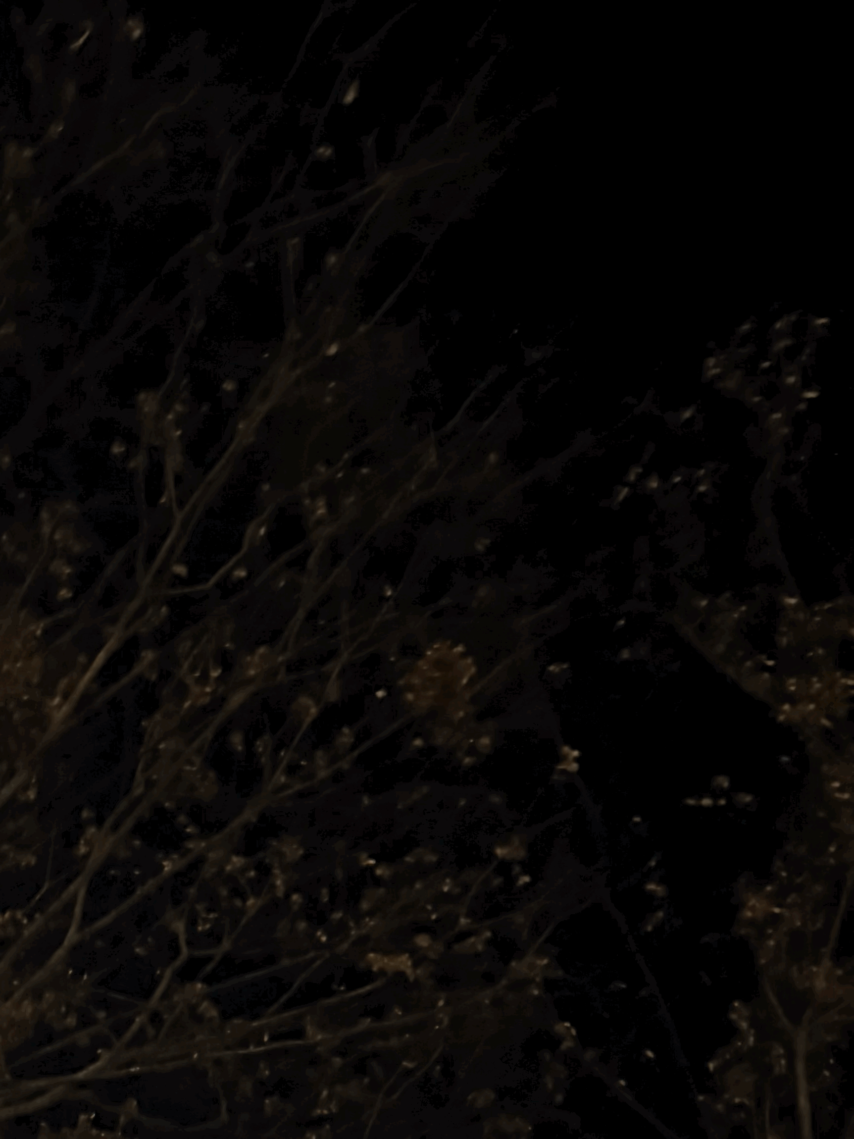 tempImageuSAiJD.gif