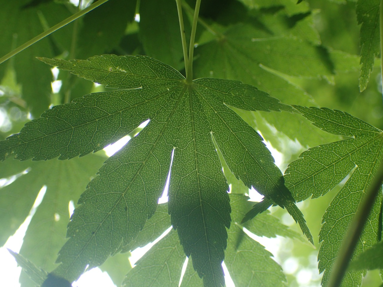P6100480.JPG