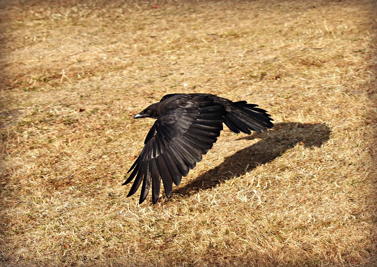 crow-3916079_1280.jpg
