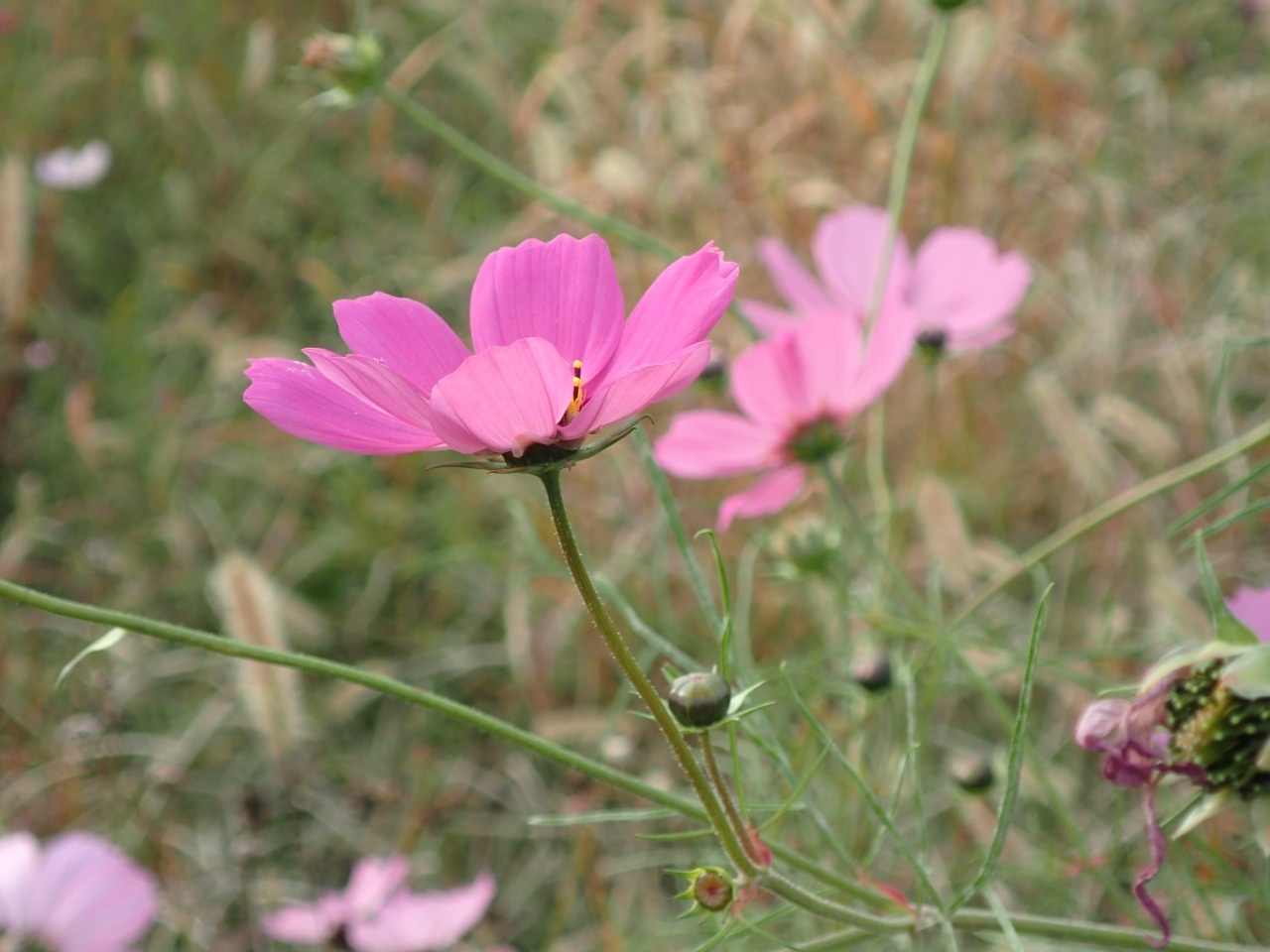 PB080076.JPG