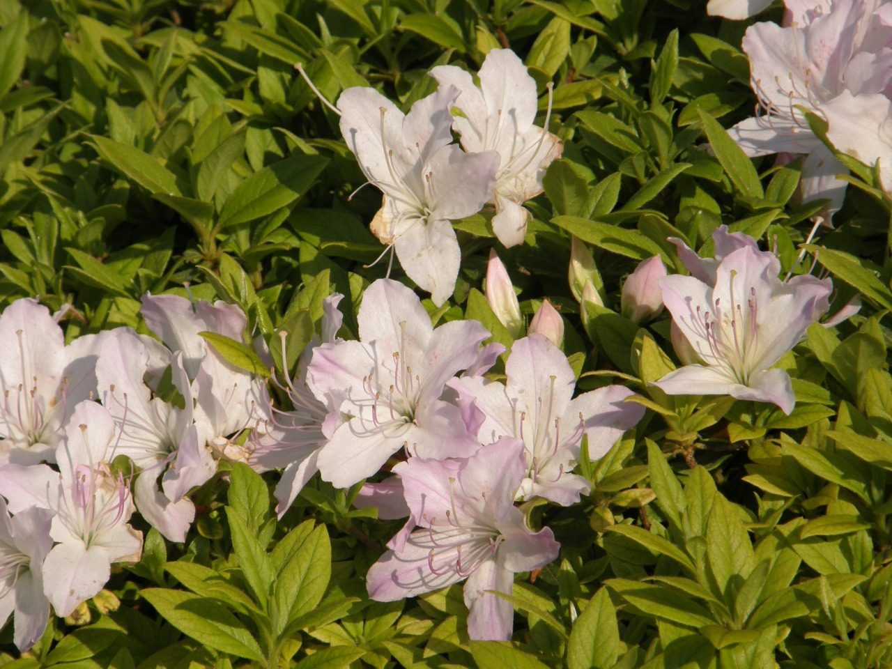 P4220114.JPG