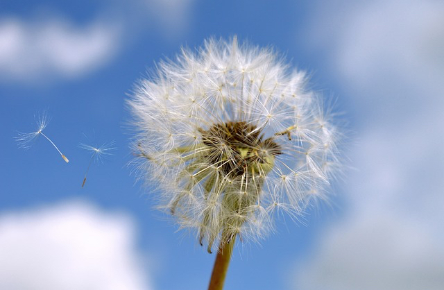 dandelion-7134015_640.jpg