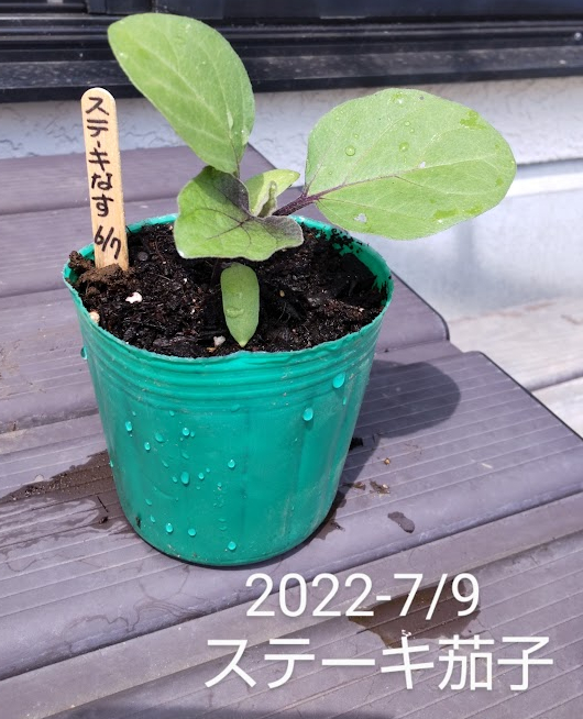 ナスの発芽後20220709.png