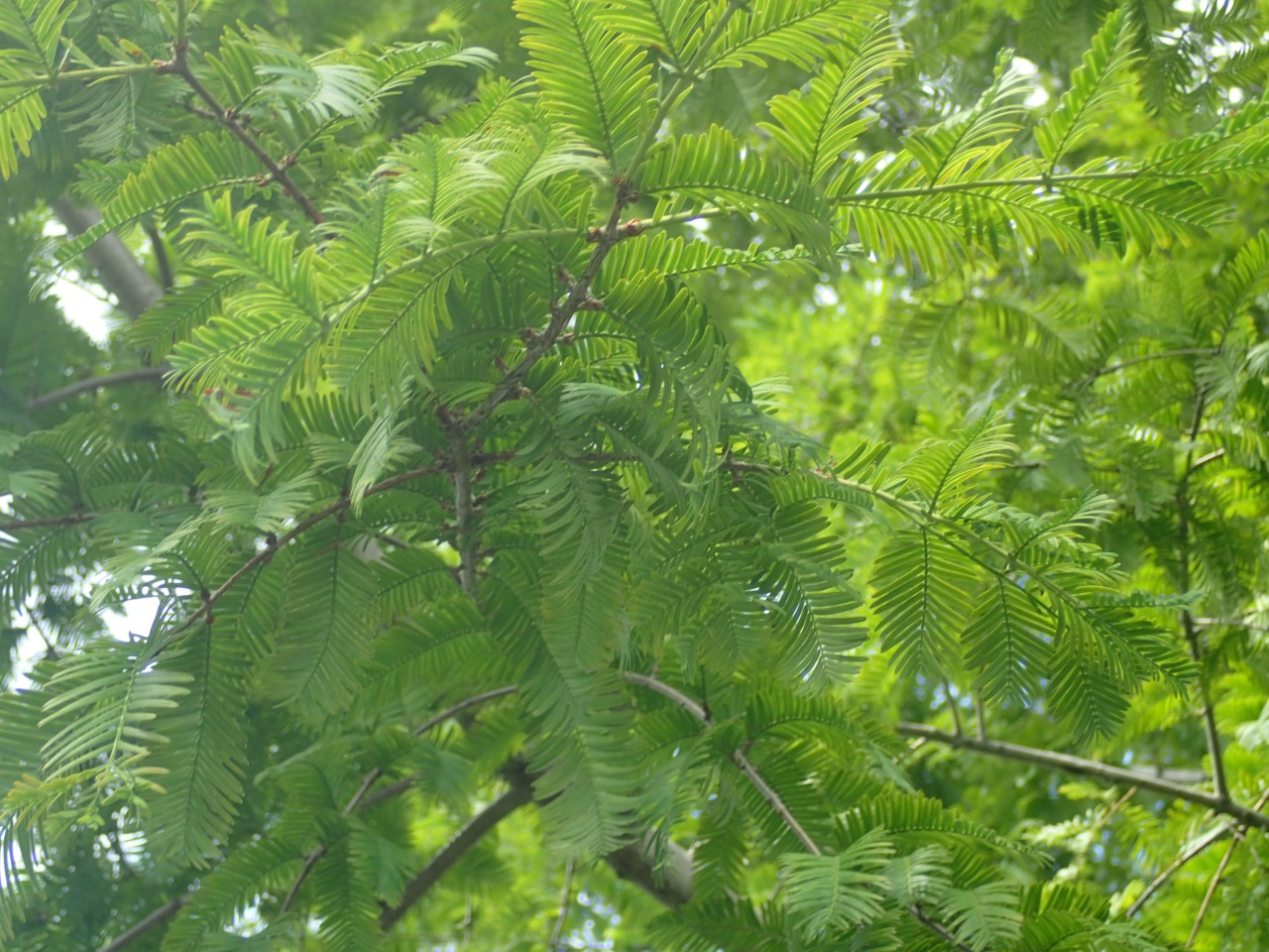 P7220766.JPG