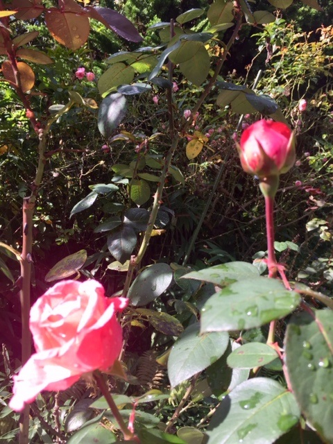 rose.jpg