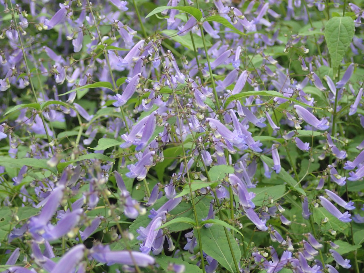 PA261139.JPG