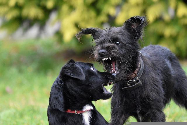 dogs-6779165_640.jpg