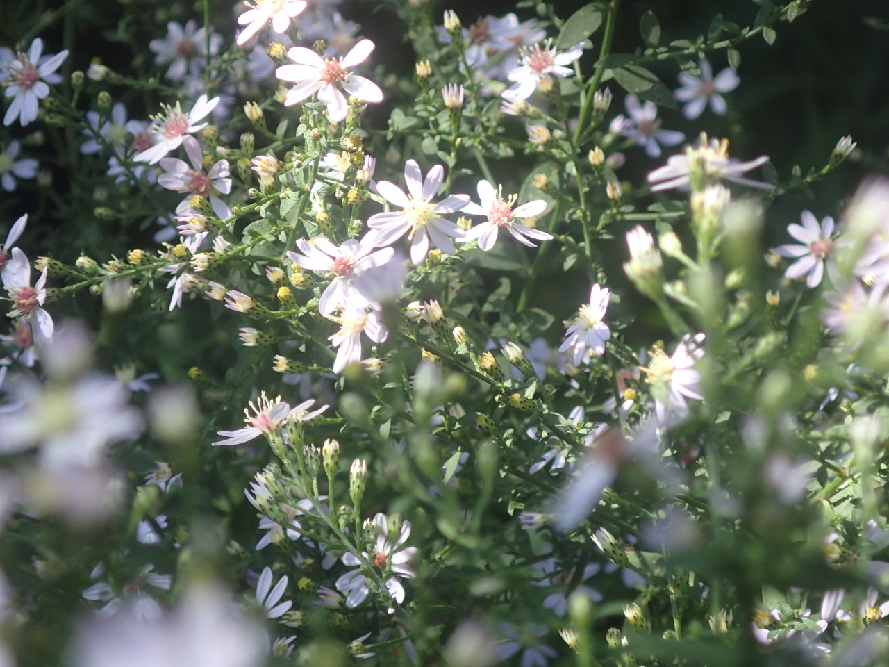 PA120291.JPG