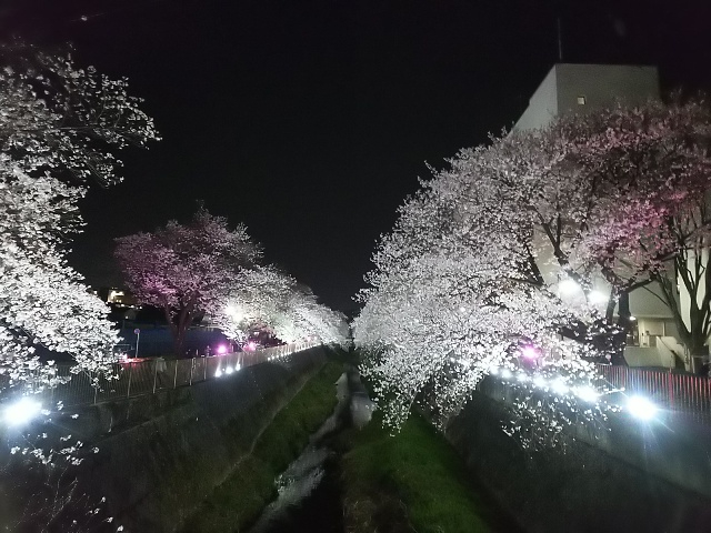 2026年の桜・夜桜5.JPG