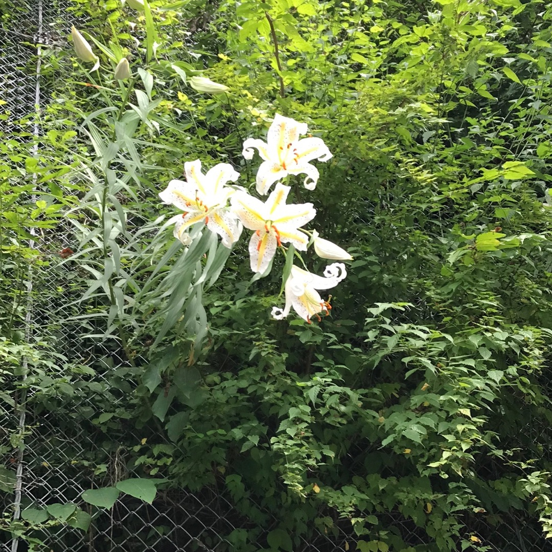 image1.jpeg