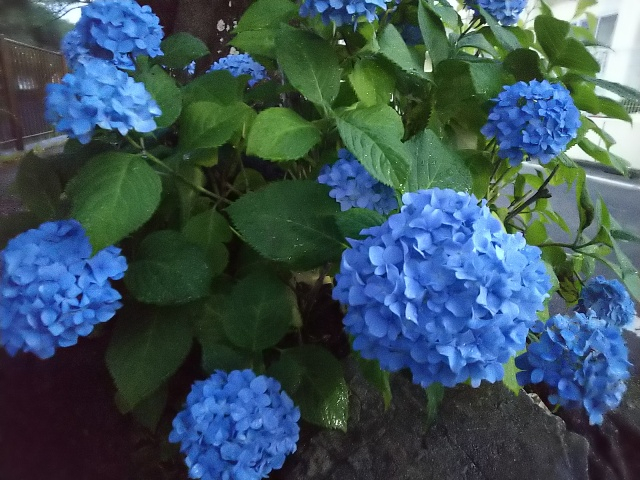 三沢川の紫陽花4.JPG