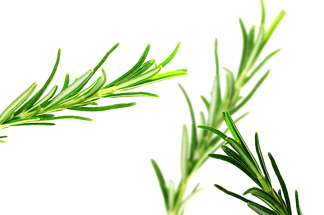 herb-g427b5f5f8_640.png