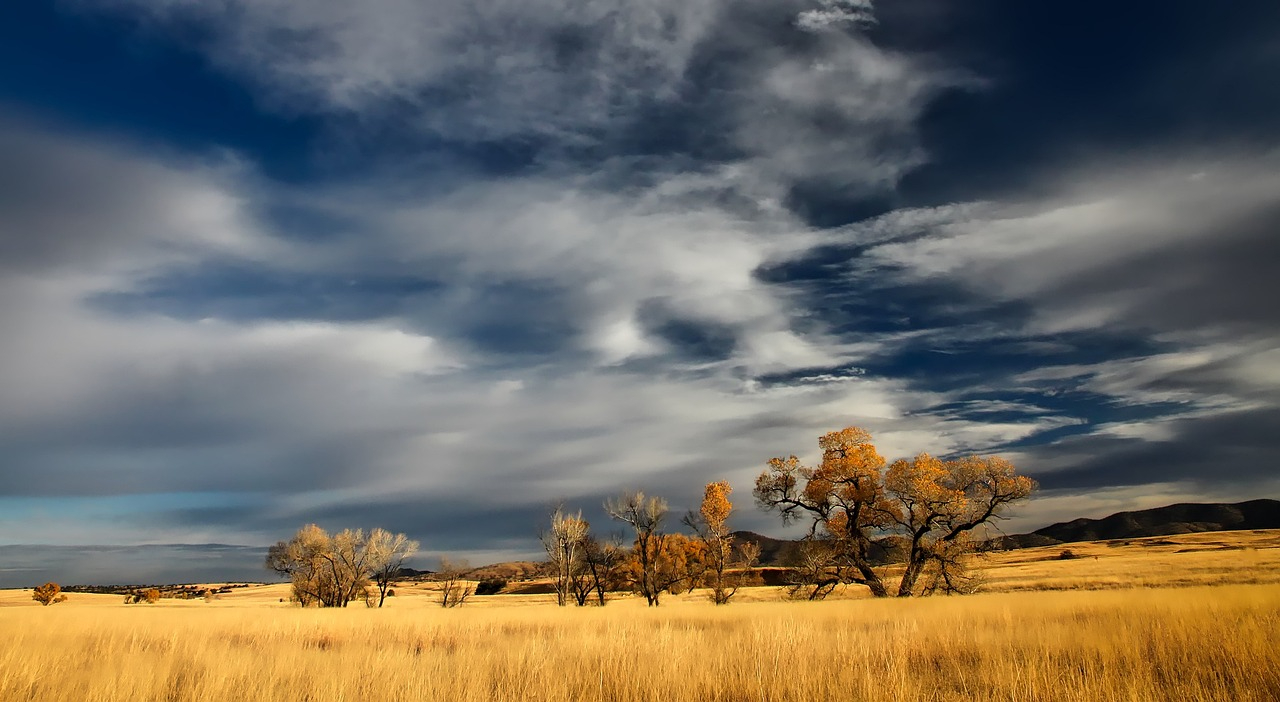 grassland-g3c5fb166f_1280.jpg