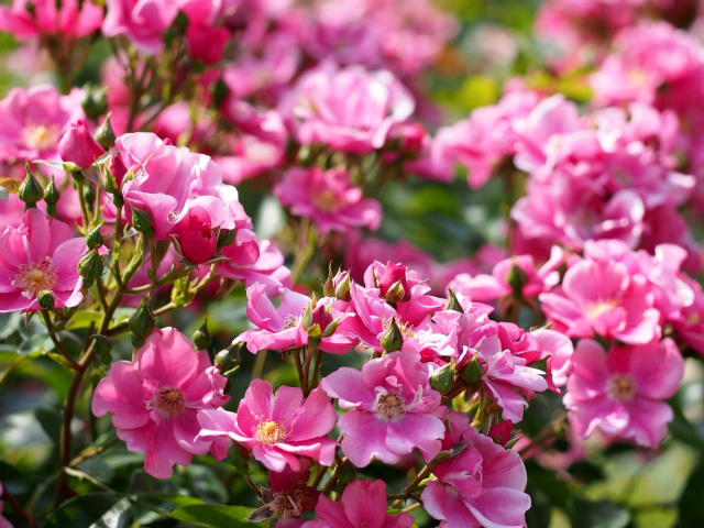 Rose-bush-flowers-in-garden-640x480.jpg