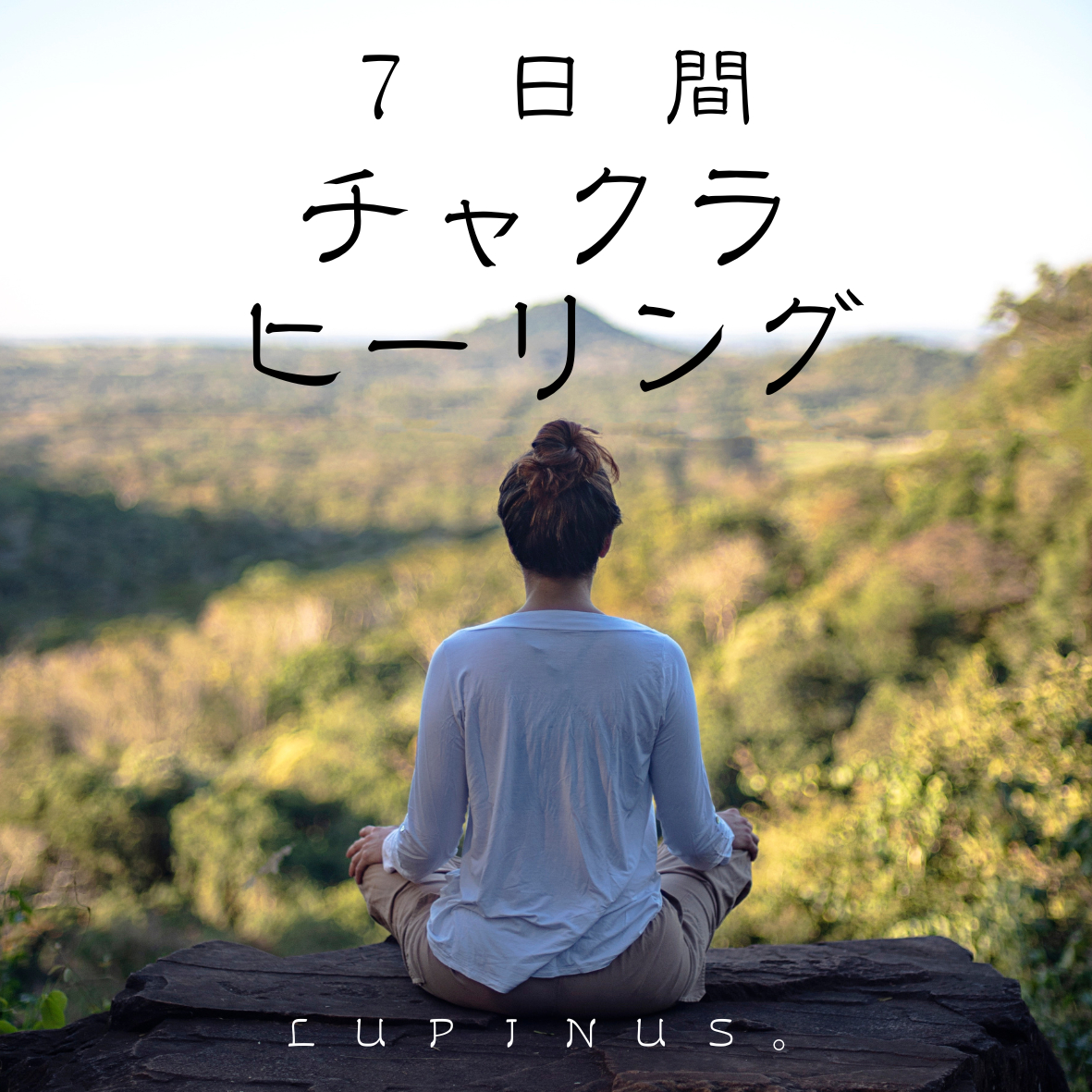 lupinus. (2).png