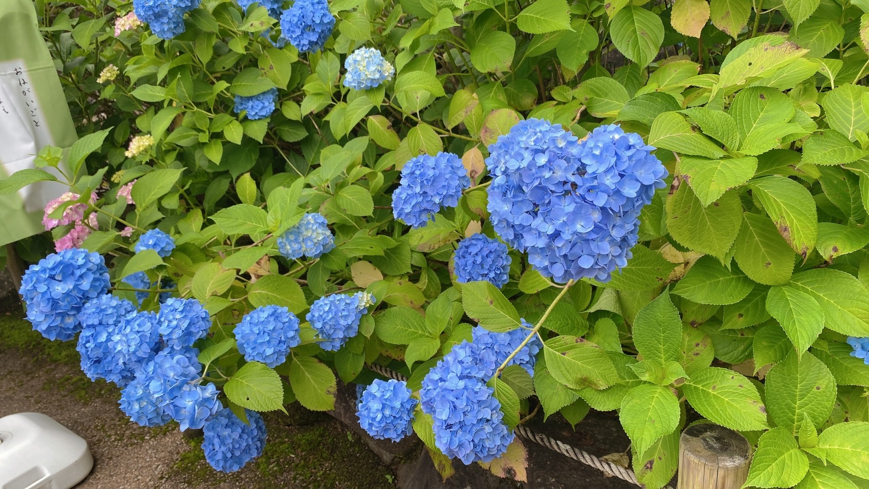 S__46776330.jpg