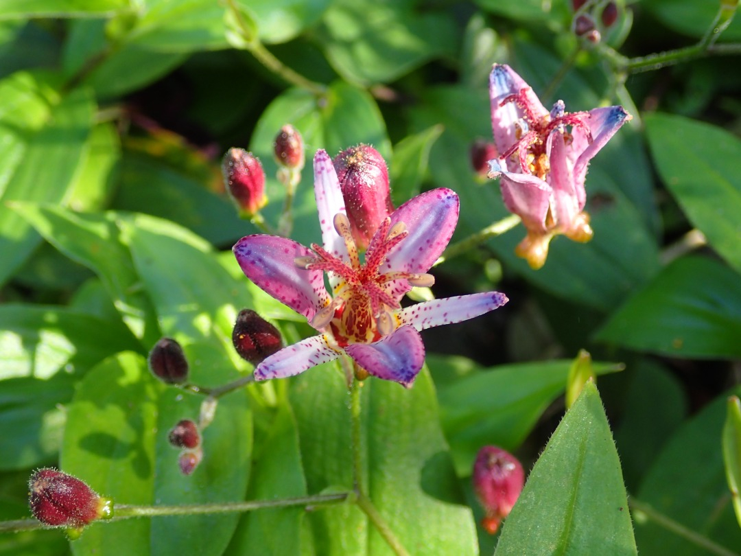 PA100107.JPG