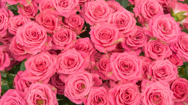 blog-cover-image_4c521d82-409d-4d64-83df-2c80732451db_IMG-1712 (1).jpg