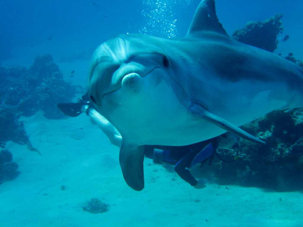 20130727_dolphin_001.jpg