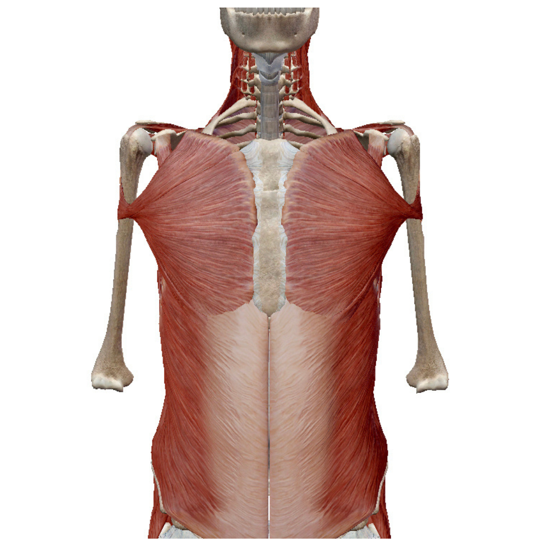 名称未設定のデザイン (2).png