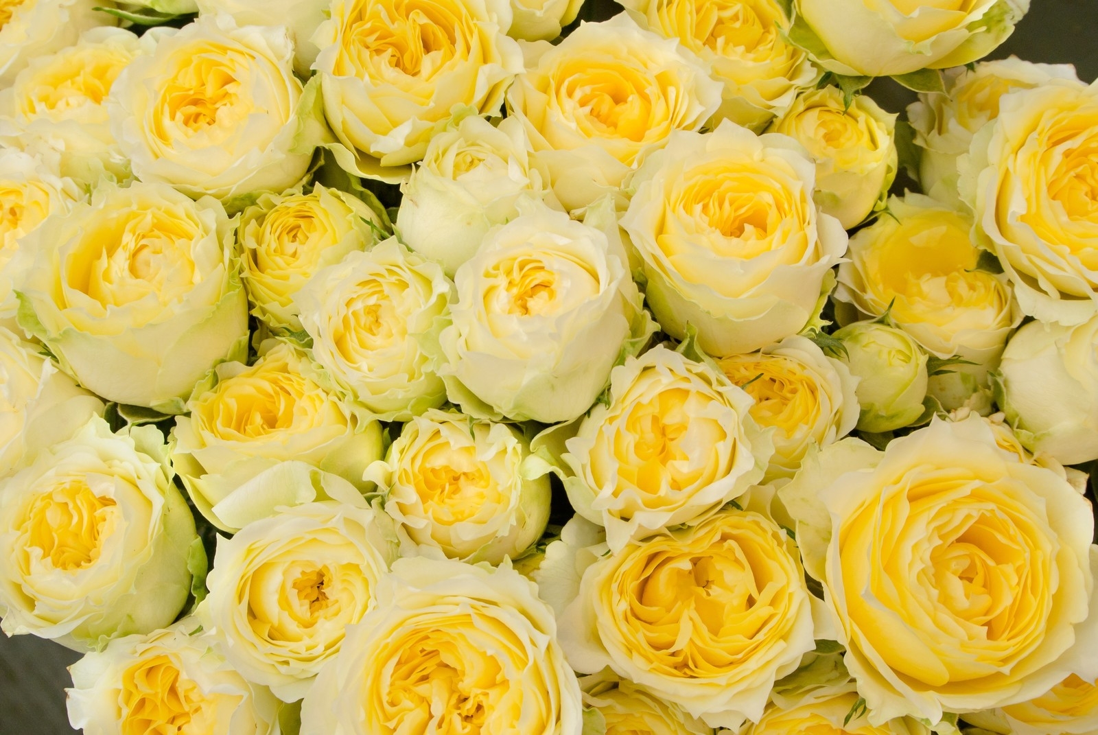 4年間彼氏ができなかった私が 3ヵ月で彼氏ができた 自愛の成功と失敗 ゆう うさぎのひかり Coconalaブログ