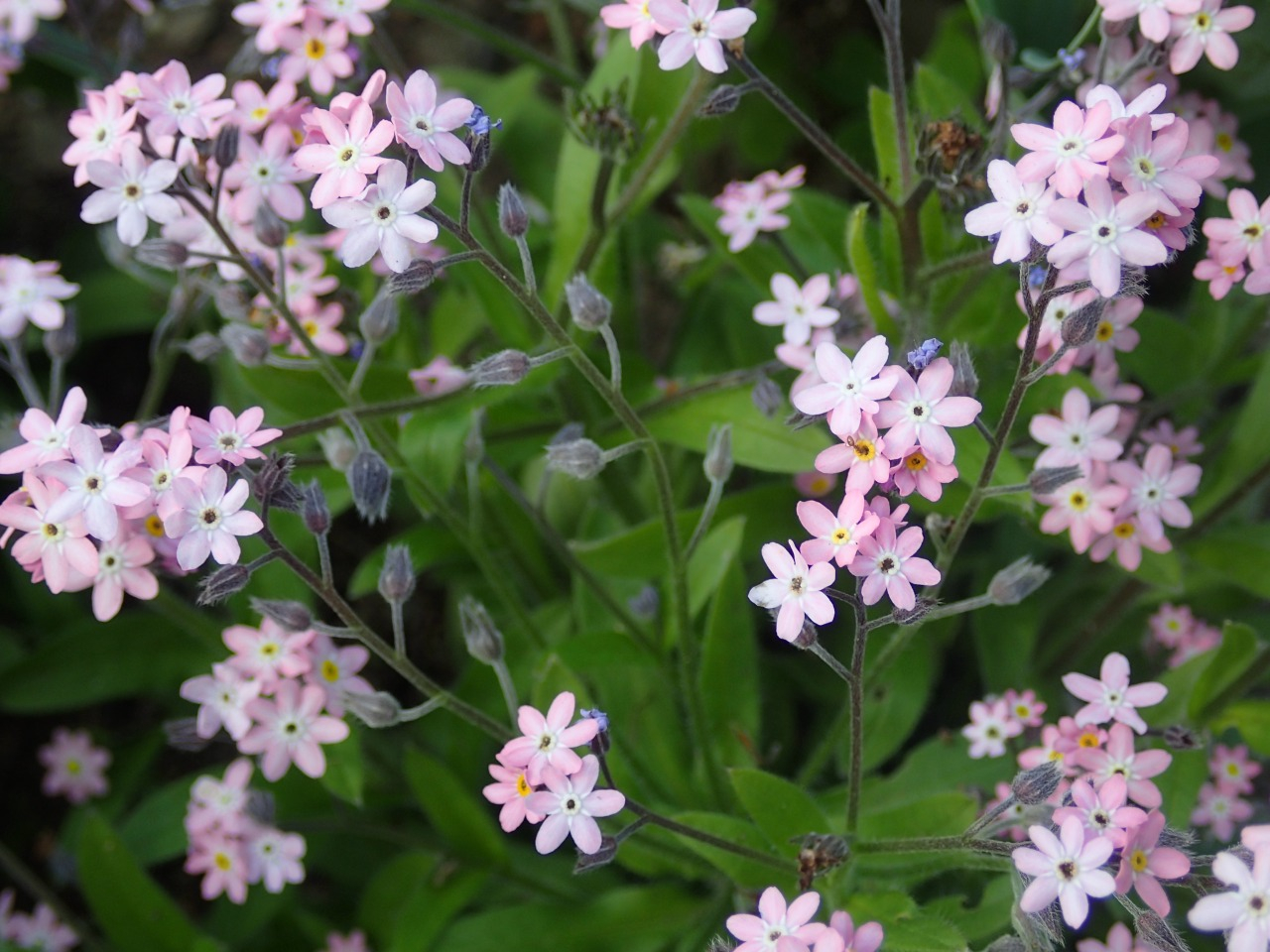 P4190234.JPG