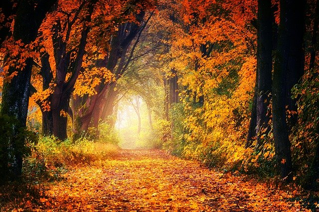 fall-3186876_640.jpg