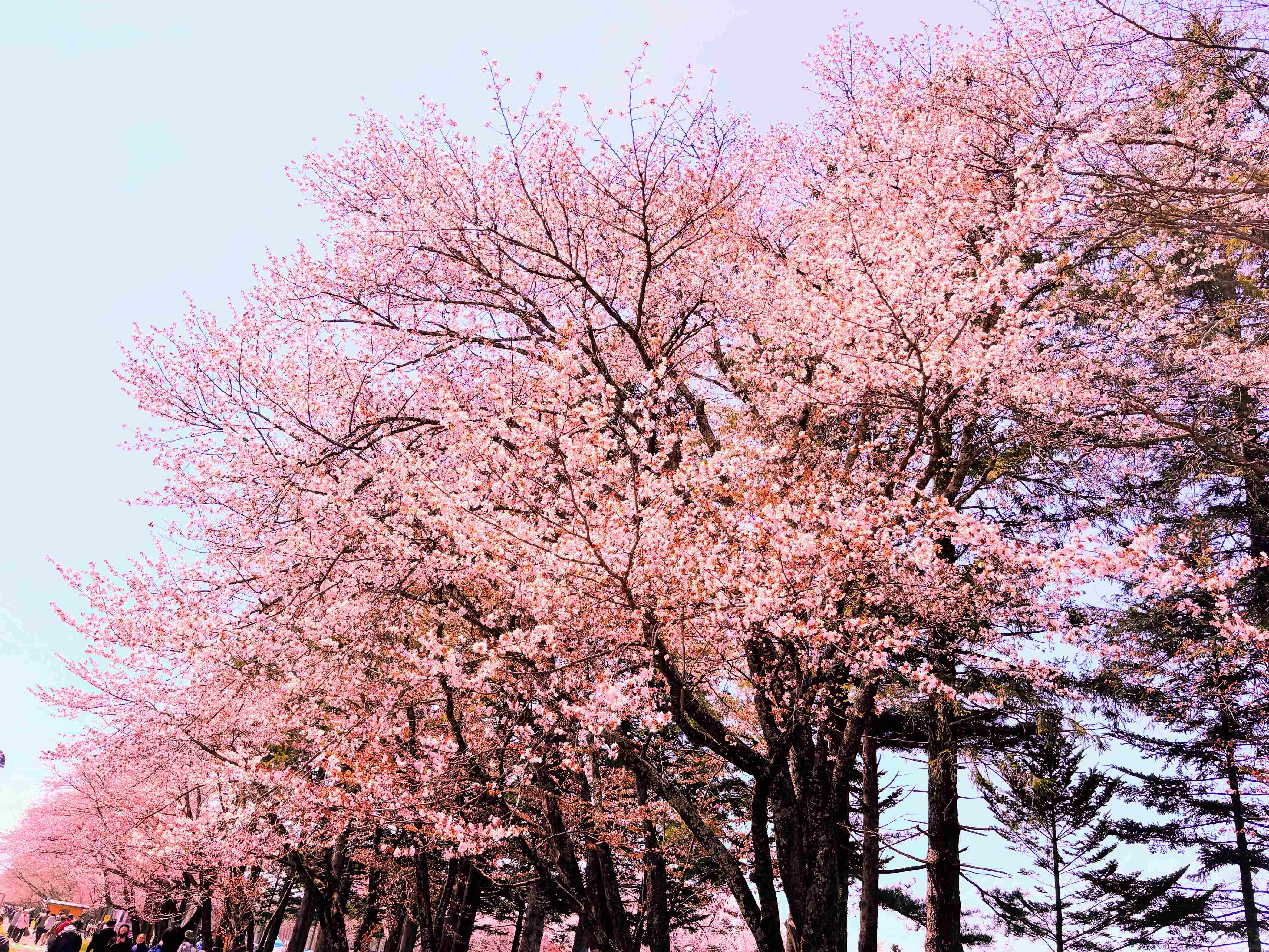 F2144621-A965-4656-9E23-9350BB3D5BC6.JPG