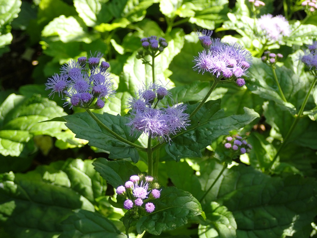 PA100640.JPG