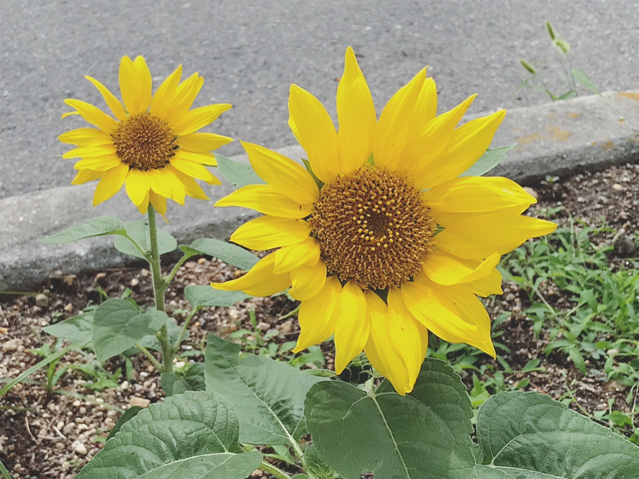 IMG_7159.JPG