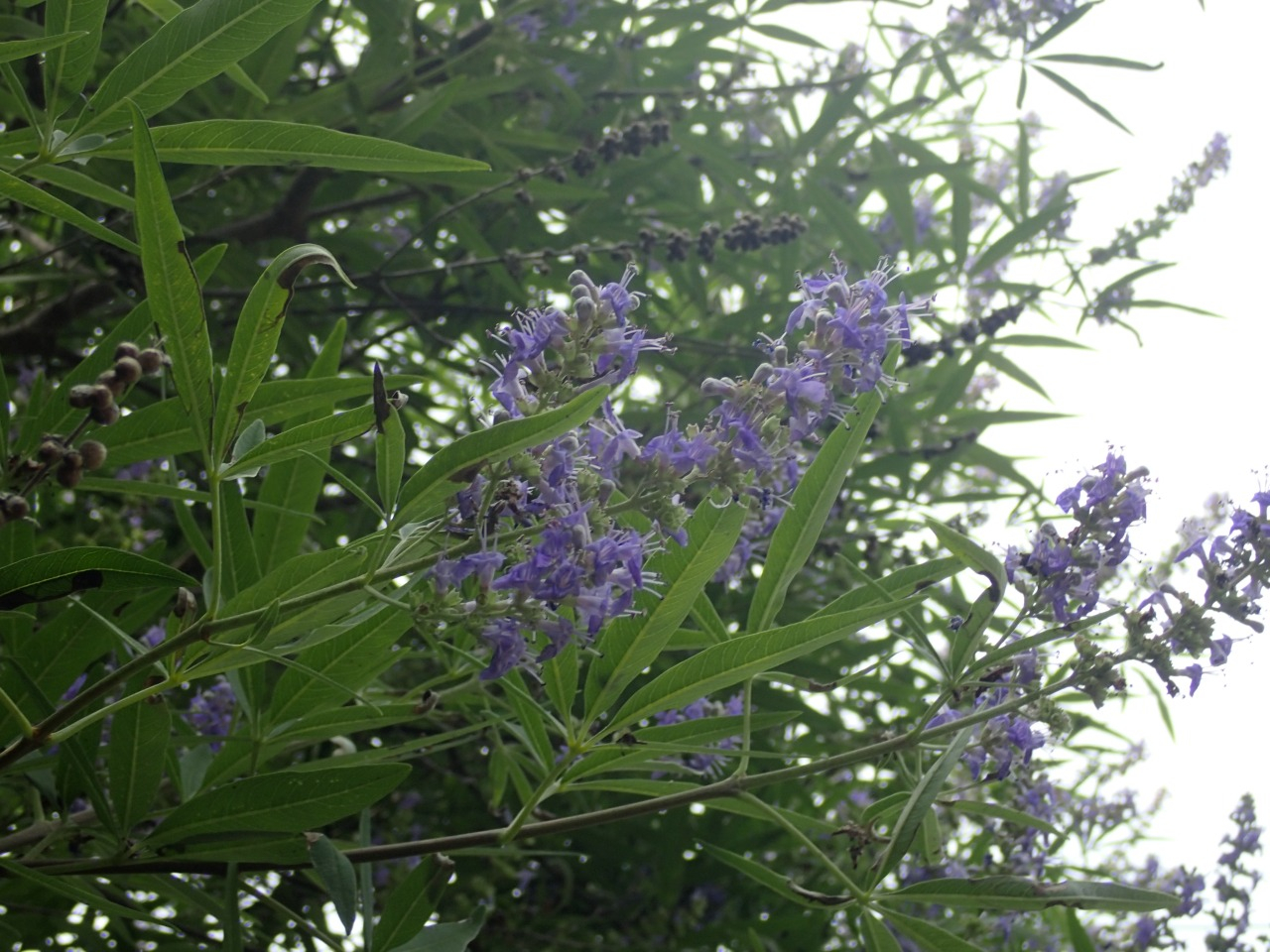 P7060410.JPG