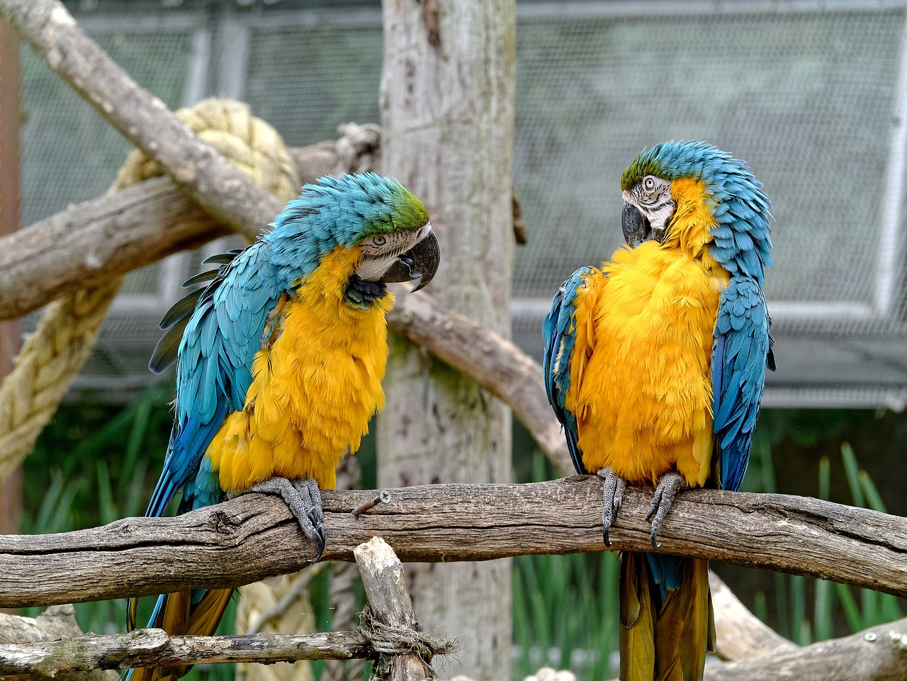 オウム，動物，会話，鳥，.jpg