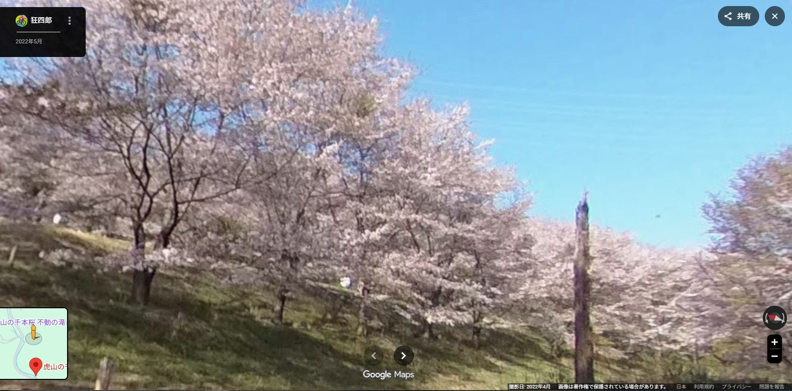 虎山千本桜-2.JPG