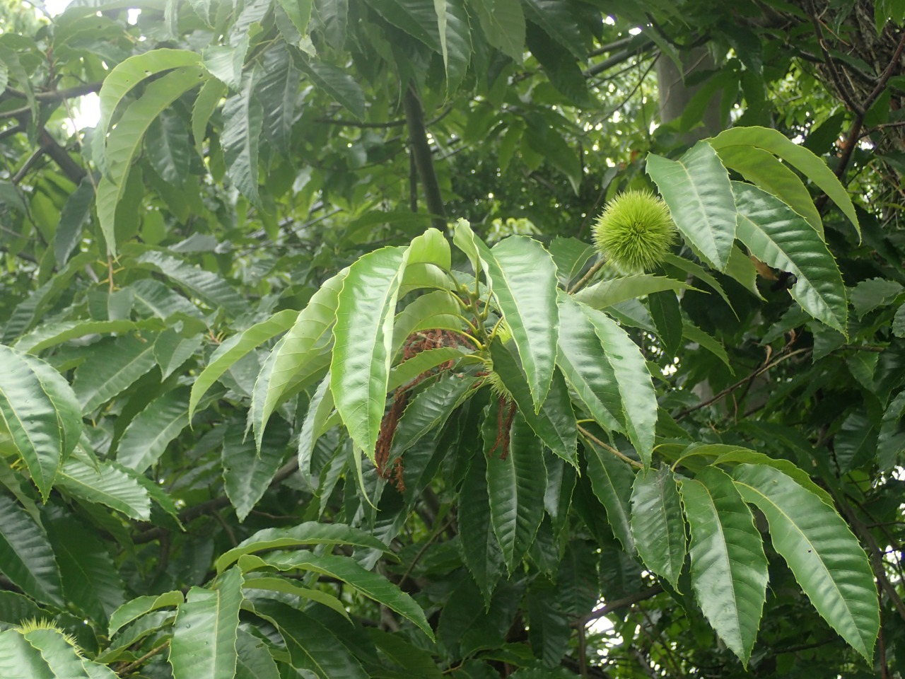 P7080724.JPG
