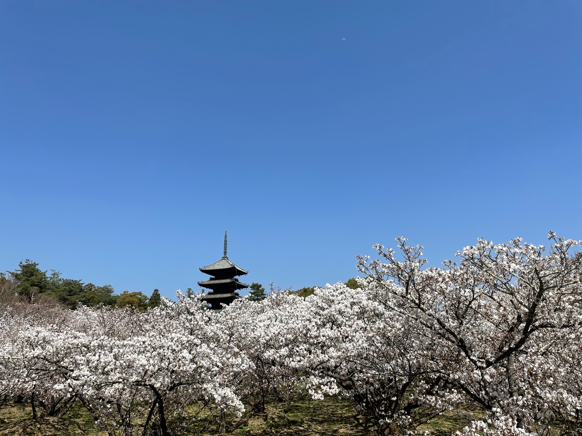 IMG_1852.jpeg