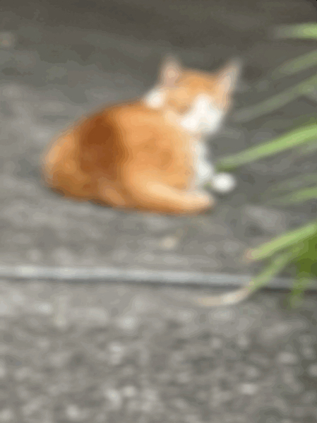 tempImageEhpIq2.gif