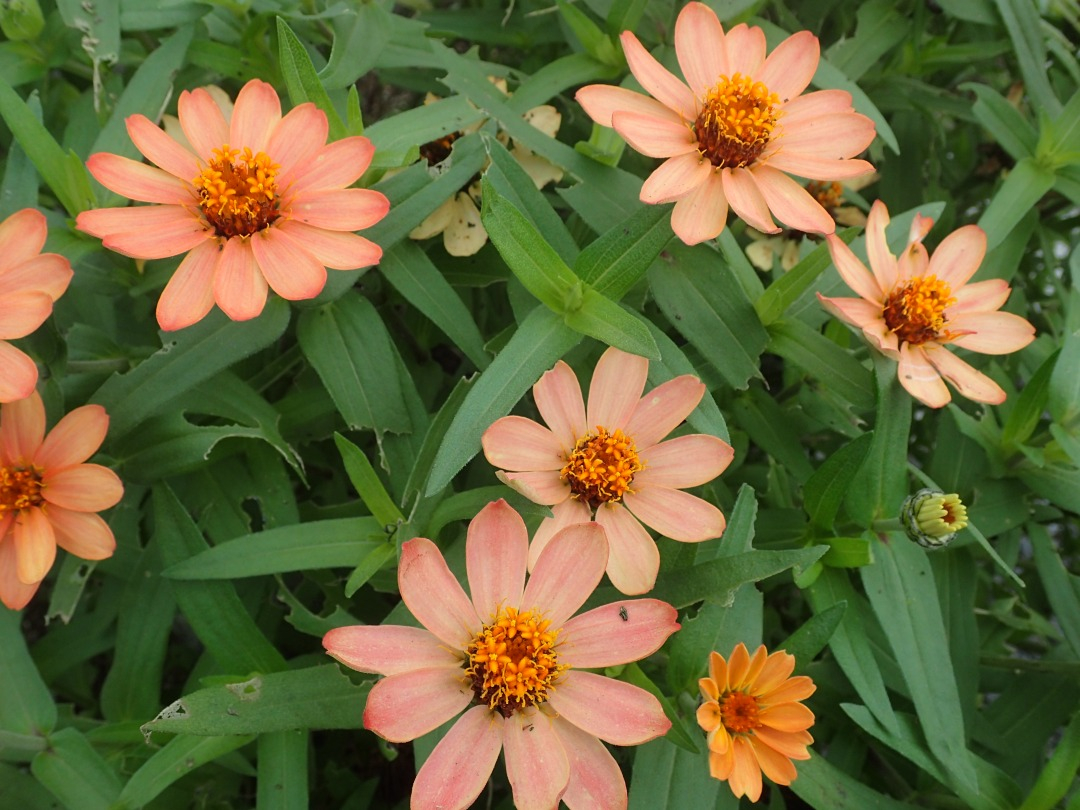 PA050378.JPG
