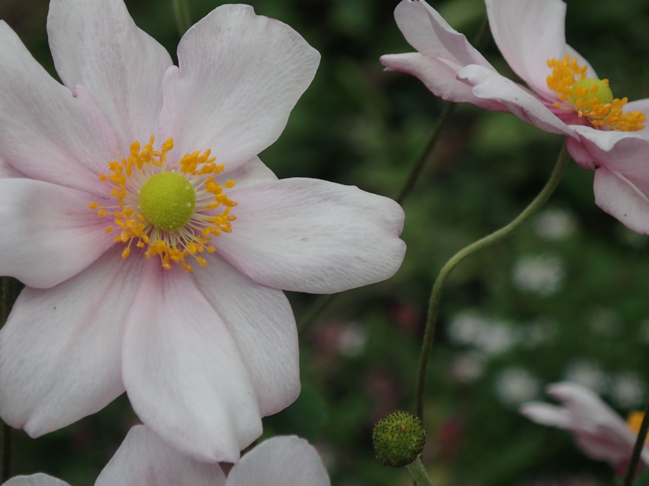 PA261246.JPG