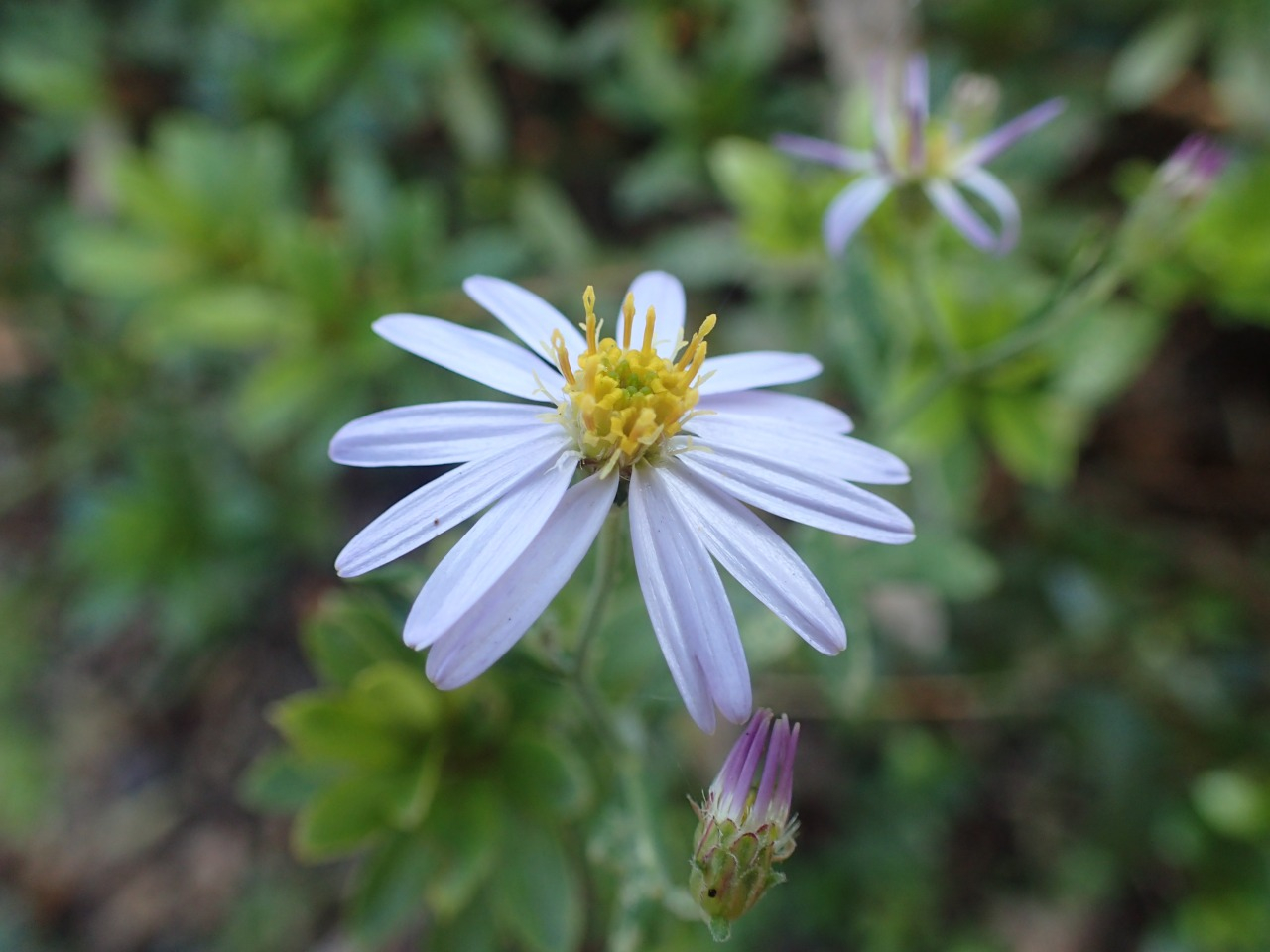 PA221165.JPG