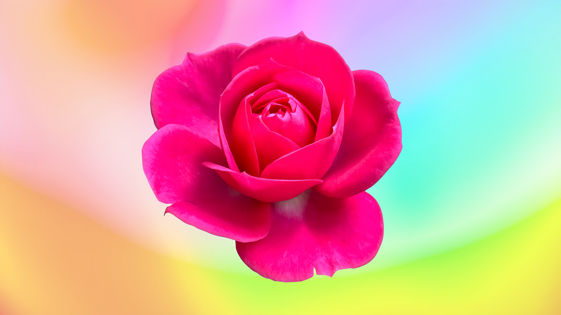 rose (1920 × 1080 px).png