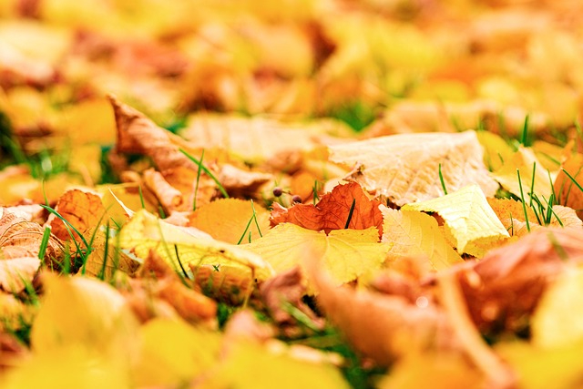 autumn-7500200_640.jpg