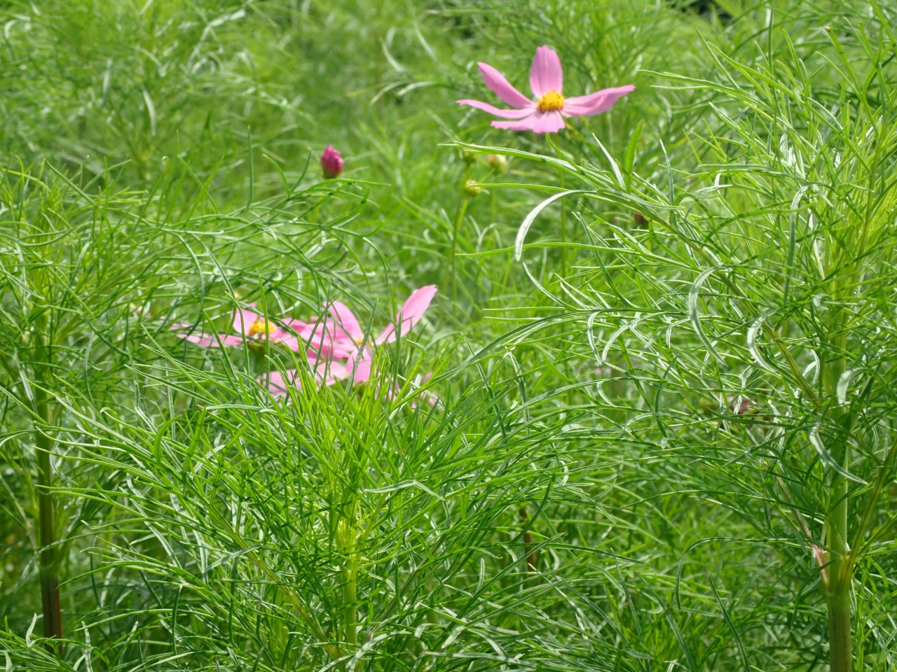 P7200389.JPG
