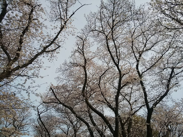 2026年桜・緑地公園①3.JPG
