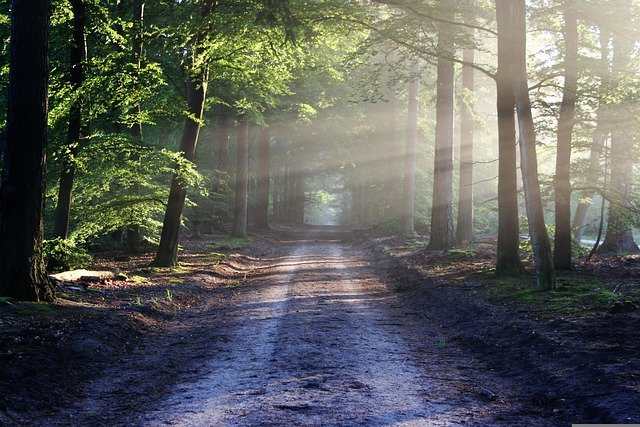 avenue-815297_640.jpg